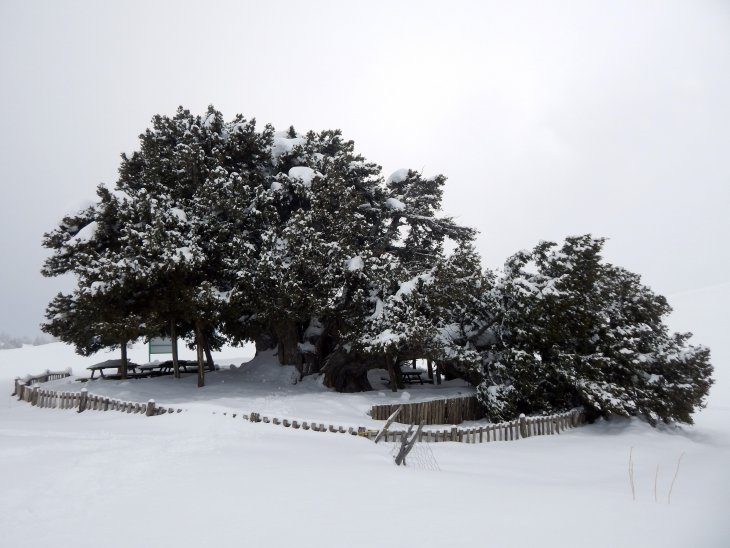 Yer Konya! 2 bin yıllık anıt ağaç kar yağışına dayanamadı