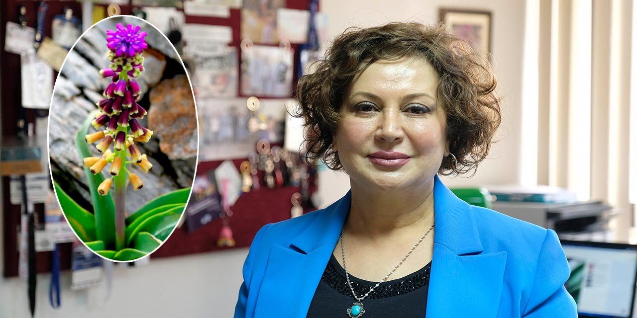 Konya’nın doruklarında yeni bir bitki türü bulundu