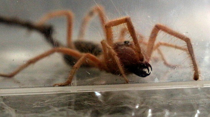 Yangın, toz fırtınası, dolu, sel… Avustralya'da bu kez 'zehirli örümcek' krizi var: 10 dakika içinde öldürüyor