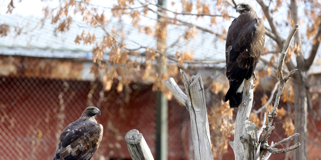 Engelli yırtıcı kuşlar Konya'da yeniden hayata tutunuyor
