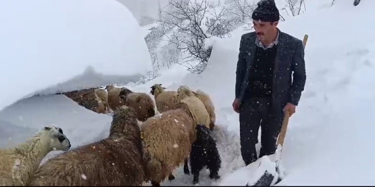 Kar kalınlığı 1 metreyi aştı, koyunları otlasın diye tünel kazdı