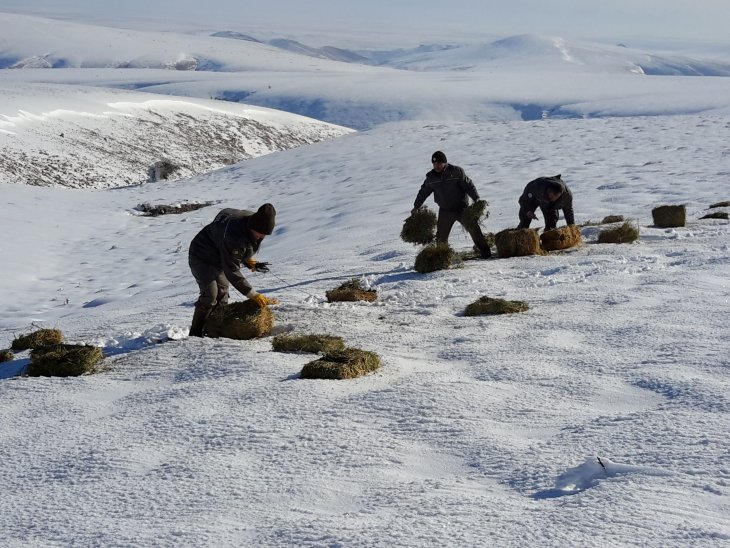 Konya'da yaban hayvanları için doğaya yonca bırakıldı
