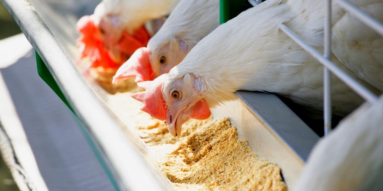 Rekabet Kurulu, 10 ünlü tavuk markasına soruşturma açtı