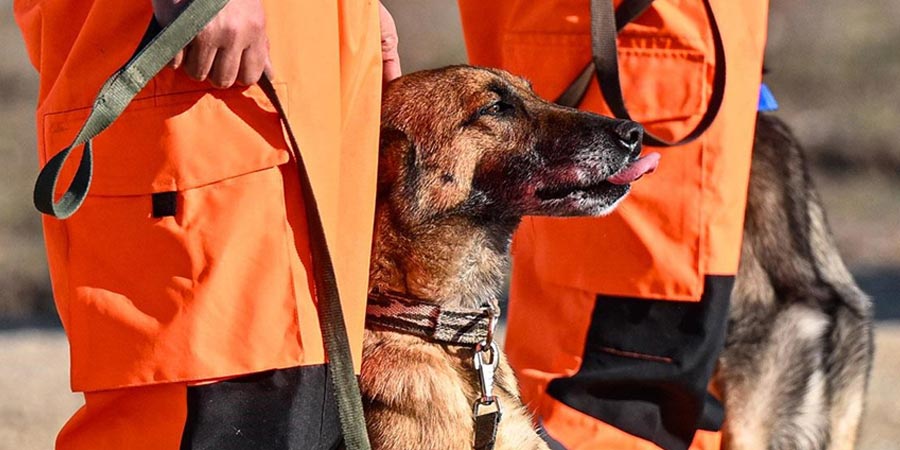 TSK'nın arama kurtarma köpekleri doğal afetlerde can oluyor