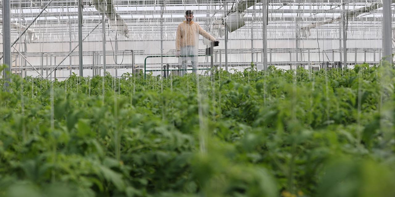 İç Anadolu’dan tarım ülkesi Hollanda’ya domates ihracatı