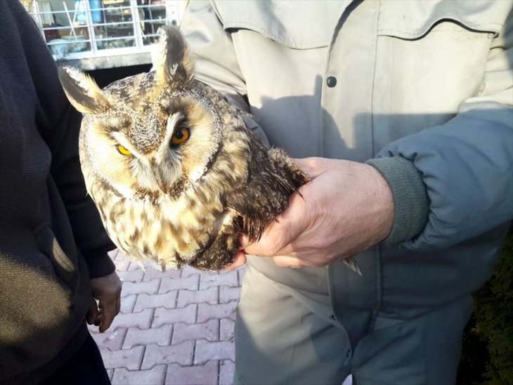 Konya'da hasta kulaklı orman baykuşu tedaviye alındı