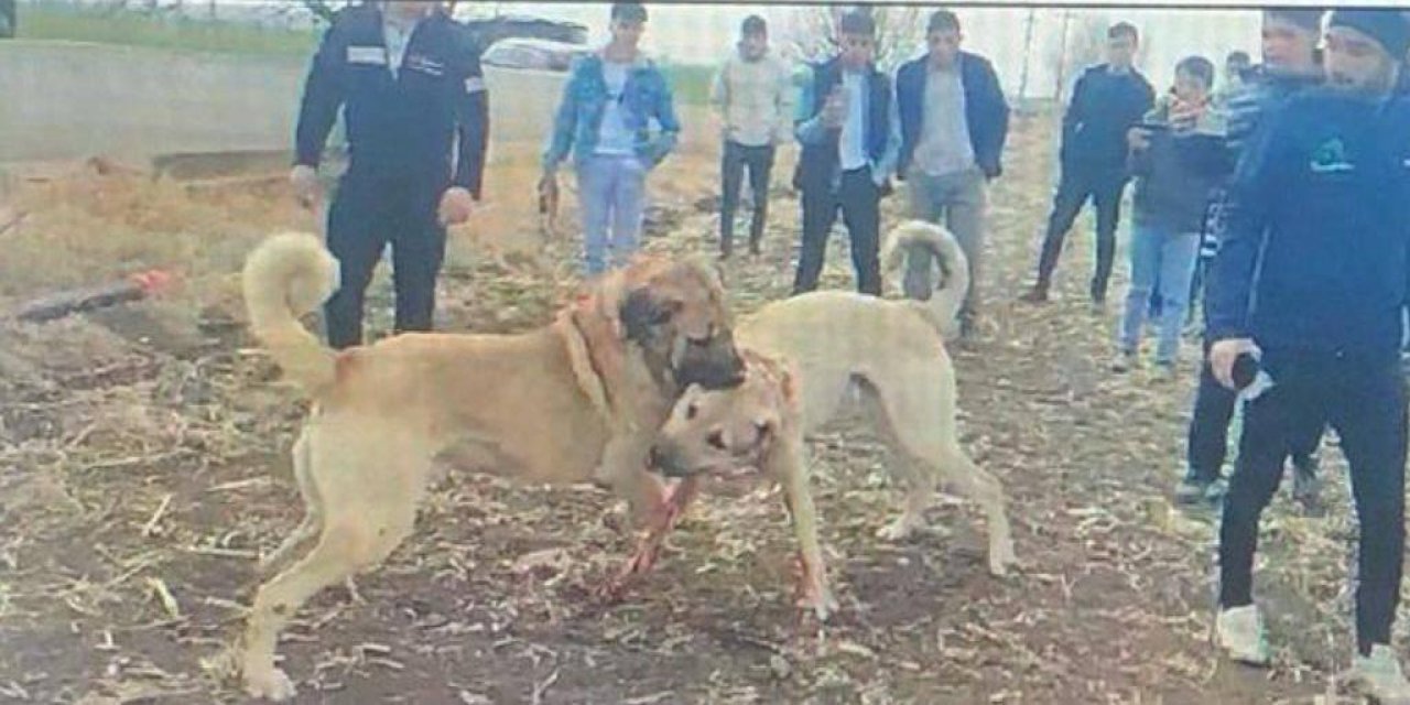 Konya’da köpek dövüştürüp bahis oynayan 2 kişi suçüstü yakalandı