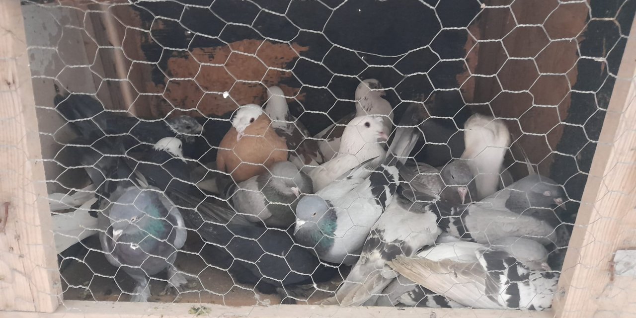 Konya’da 2 ayrı kümesten 22 güvercin çalındı