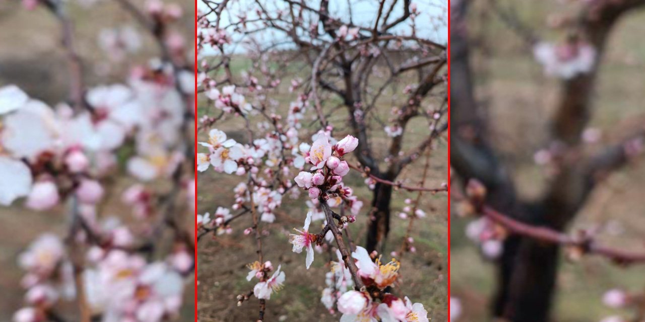 Konya’ya kış gelmeden bahar geldi! Badem ağaçları çiçek açtı