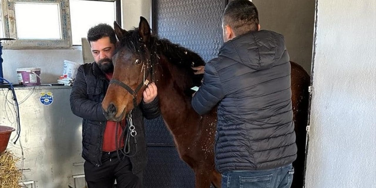 Konya’da yetiştirilen rahvan atları yurdun dört bir yanında yarışlara katılıyor