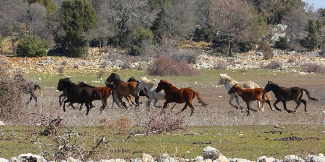 Konya’da doğa tutkunlarını buluşturan mekan! Çok sayıda yaban atı yaşıyor