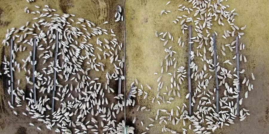 Süt kuzularının anneleriyle buluşması renkli görüntülere neden oldu