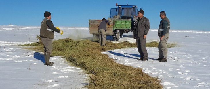 Konya'da yaban hayvanları için kar üzerine yem bırakıldı