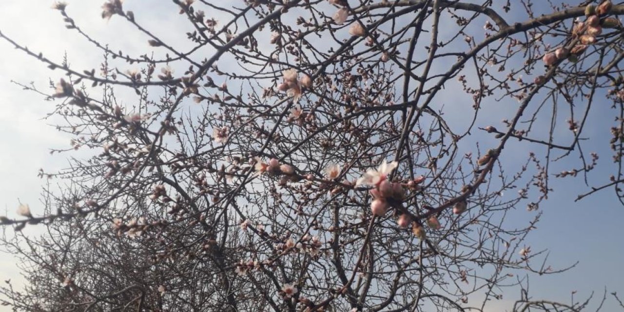 Baharın habercisi! Konya’da badem ağaçları çiçek açtı