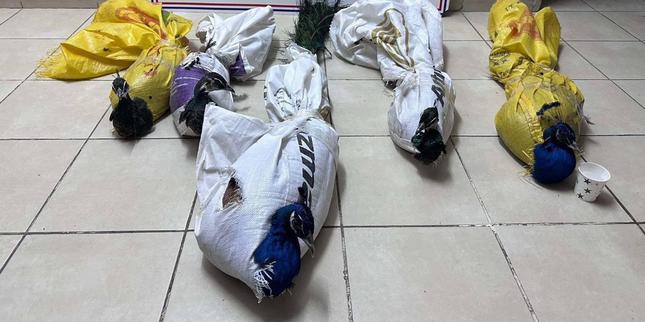 Konya’da yolcu otobüsünde 5 tavus kuşu ele geçirildi