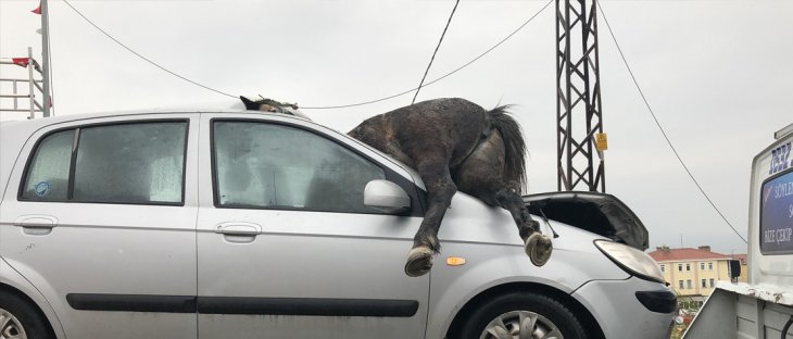 Otomobilin çarptığı atlardan biri ön camdan araca girdi