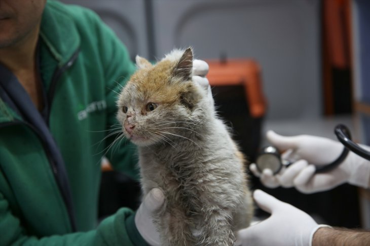 Depremzede kedi tedavi altına alındı