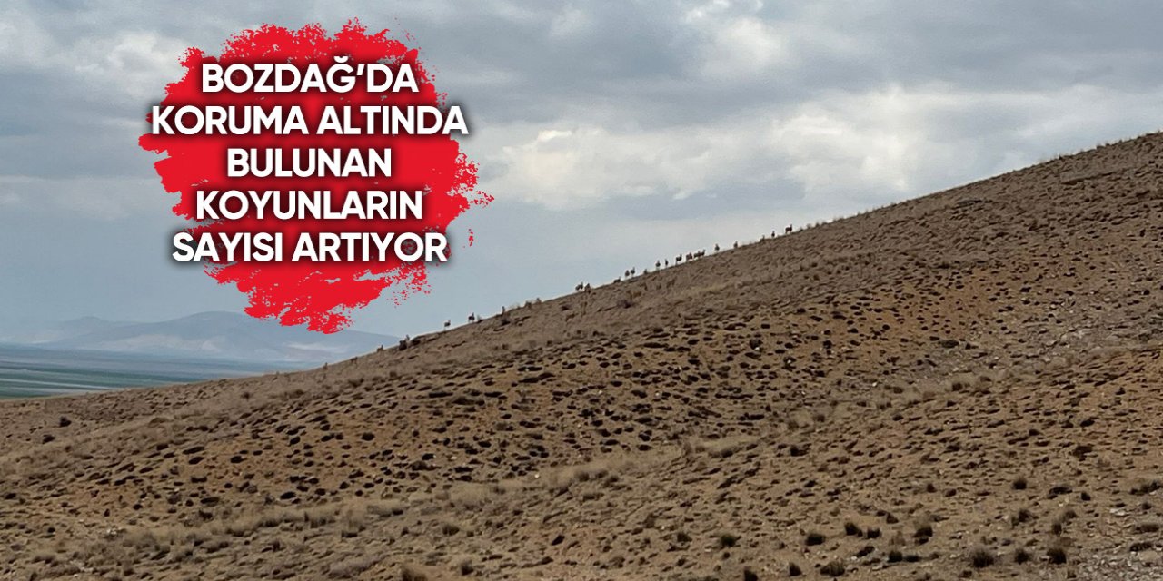 Konya’nın koruma altındaki koyunları görüntülendi