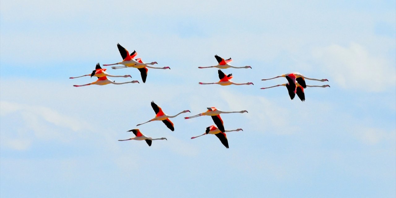 Yazlıkçılar geldi! Tuz Gölü flamingoları ağırlamaya başladı
