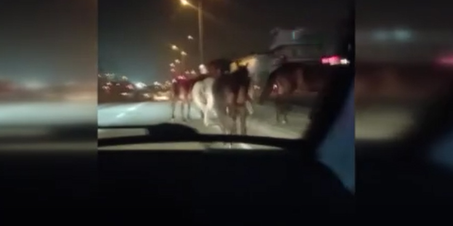 Başıboş atlar trafiği birbirine kattı