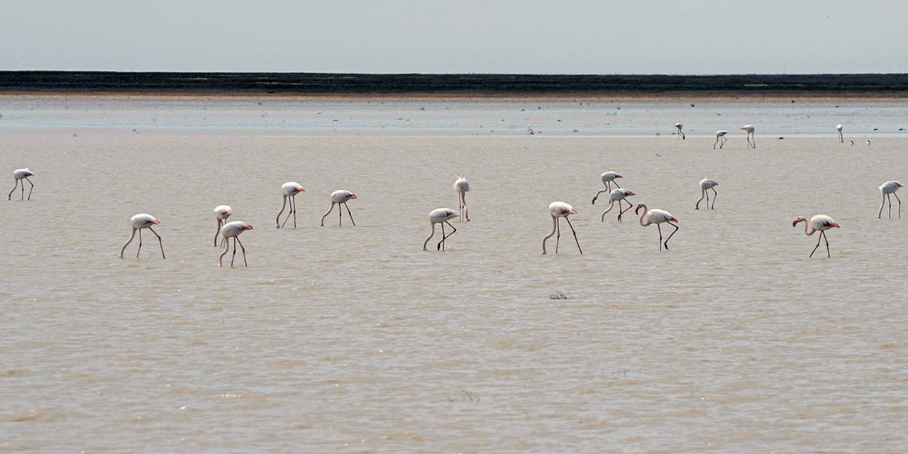 Flamingo cenneti misafirlerini ağırlaya başladı