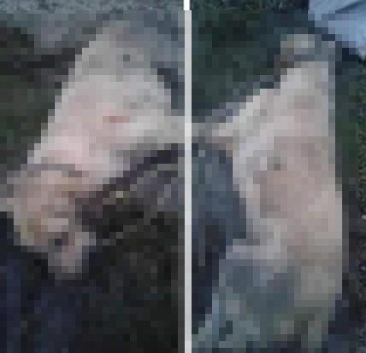 Konya’da işkence ettiği köpeği öldüren kişi bulundu