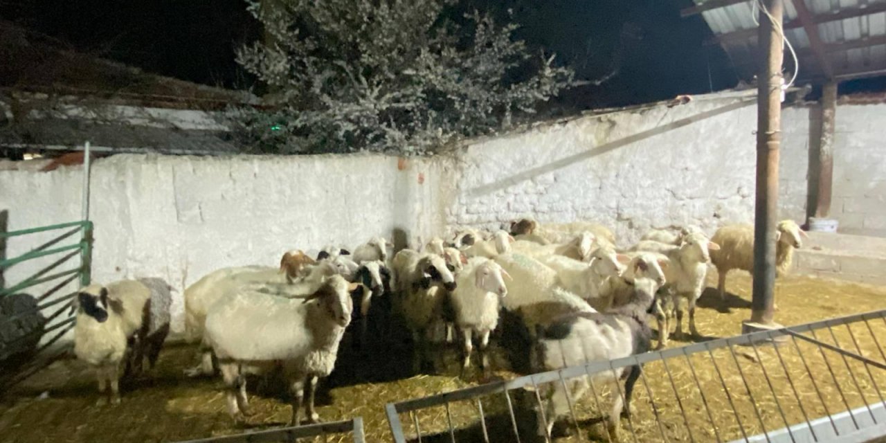 Konya’da ahırdan 30 koyun çalındı! Zanlı, besicinin en yakını çıktı