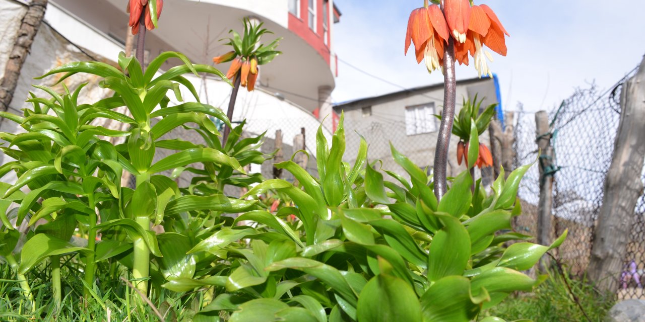 Bu çiçeği koparmanın bedeli 75 bin TL