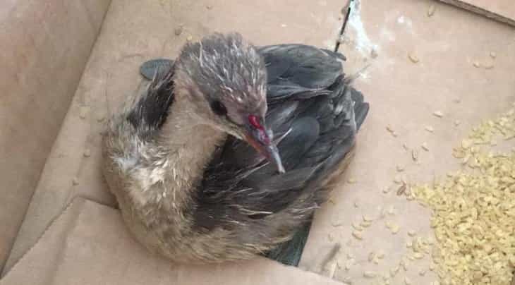 Konya’da yaralı toy kuşu bulundu