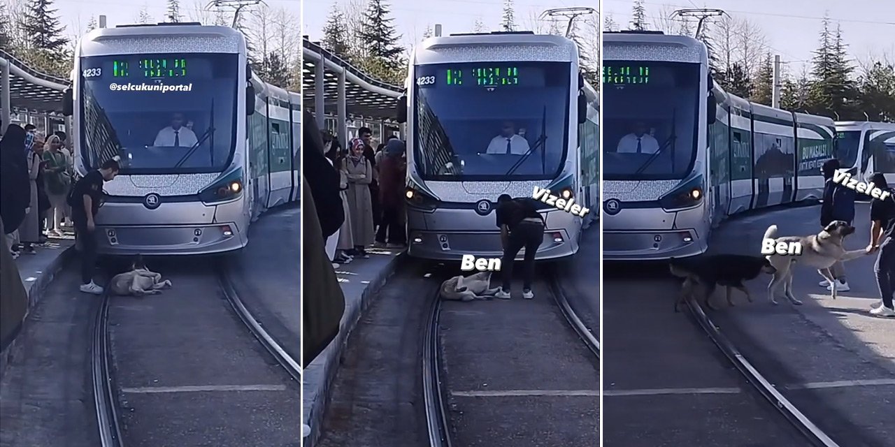 Konya’da sokak köpeği tramvay seferlerini engelledi