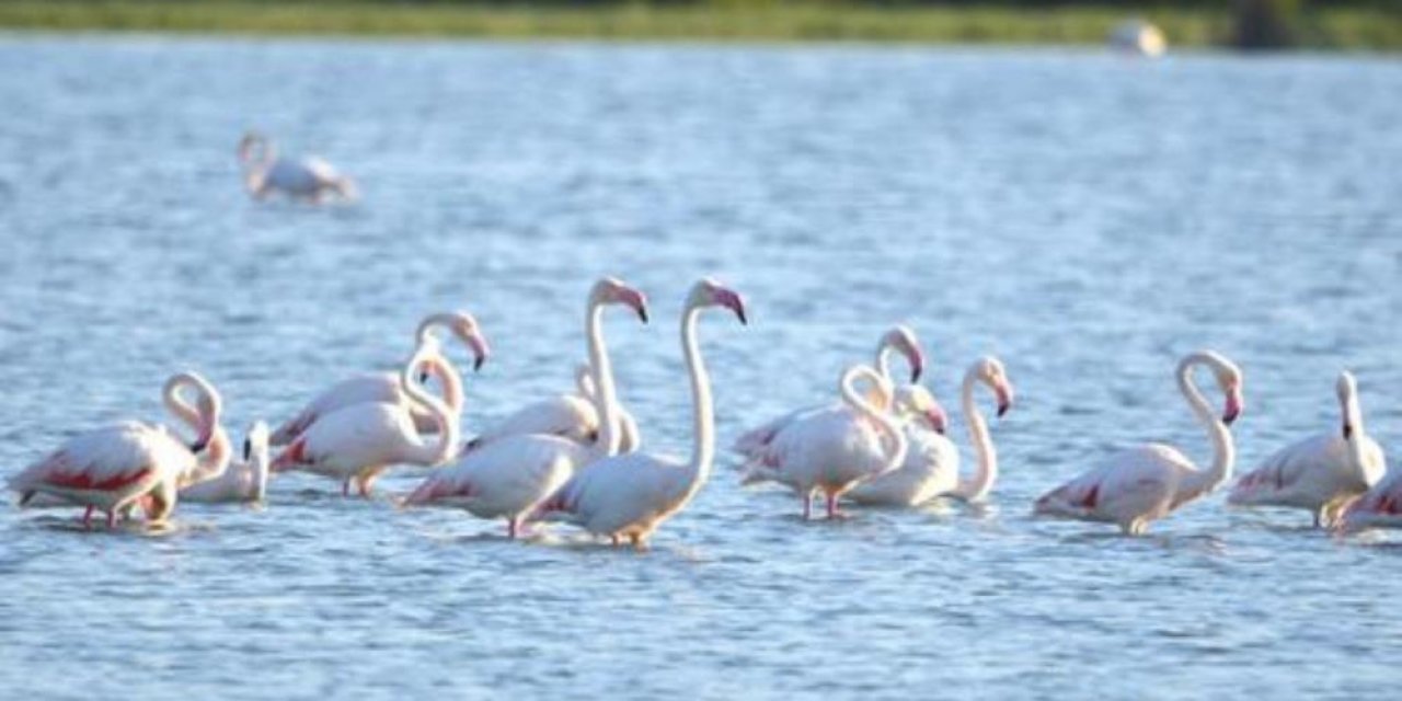 Konya’nın doğa harikası flamingolarla ayrı bir güzelliğe büründü