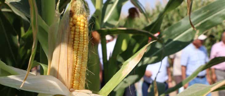 Konya'da 6 çeşit yerli mısır tohumu çiftçiye tanıtıldı