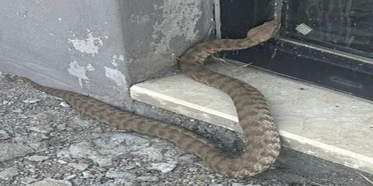 Türkiye'de en zehirli yılan türlerinden biri görüntülendi