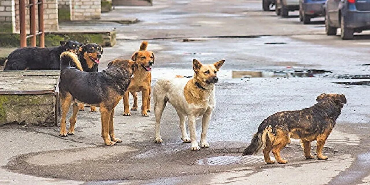 Konya'da temsili başkandan sokak köpeği talimatı
