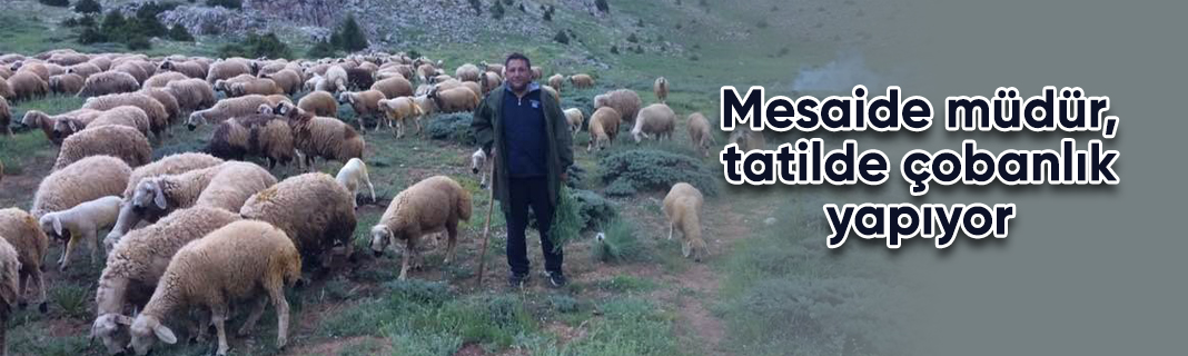Mesaide müdür, tatilde çobanlık yapıyor