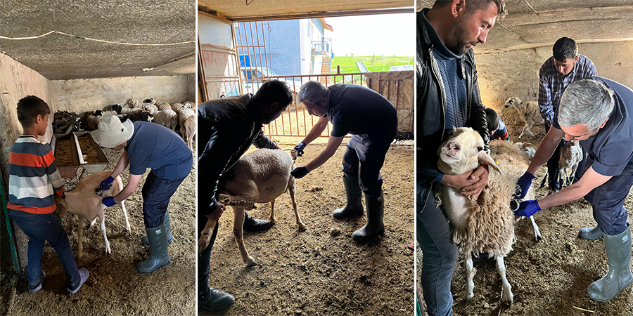 Konya'da küçükbaş hayvancılık işletmelerine sağlık desteği