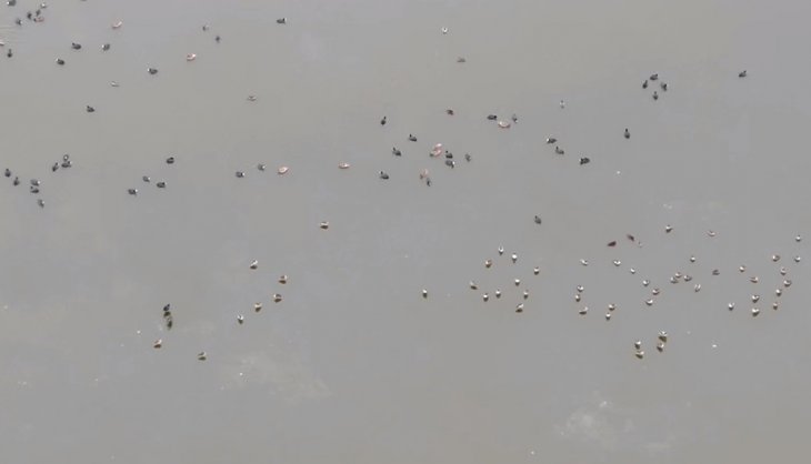 Konya'da drone ile kuş sayımı
