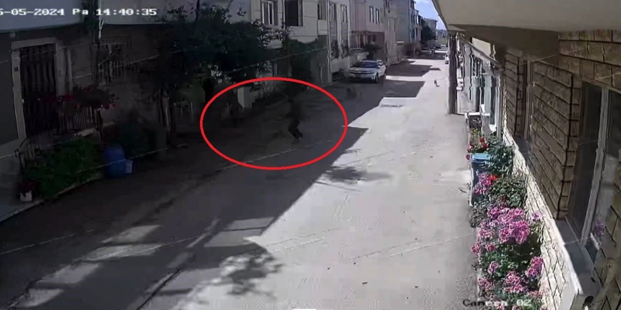 Sokak köpekleri 3 çocuğa saldırdı! Dehşet anları kameraya yansıdı