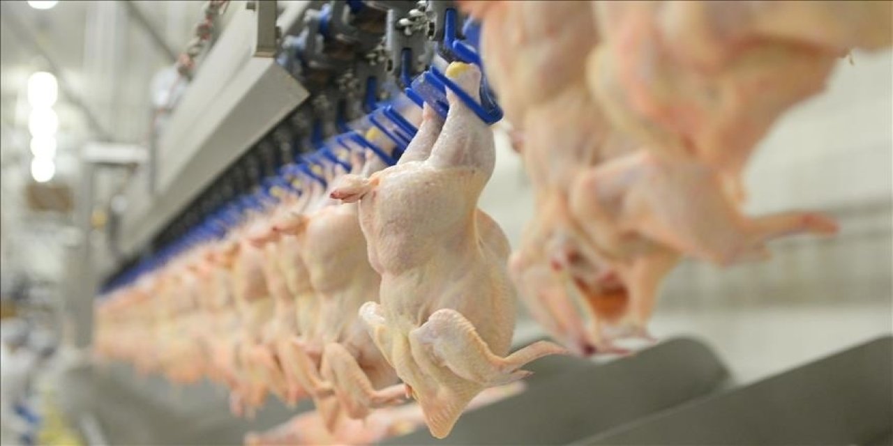 Türkiye’de tavuk eti ve yumurta üretimi arttı