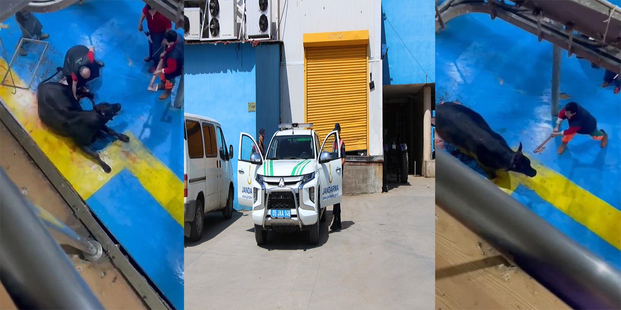 Kesim sırasında büyükbaş hayvana eziyet! 5 kişi tutuklandı