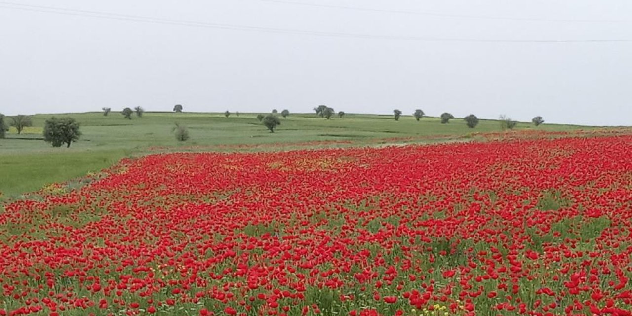 Beyşehir’de ekin tarlaları kırmızıya boyandı