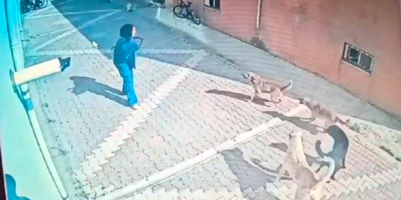 Konya’da sokak köpekleri okula giden lise öğrencisine saldırdı