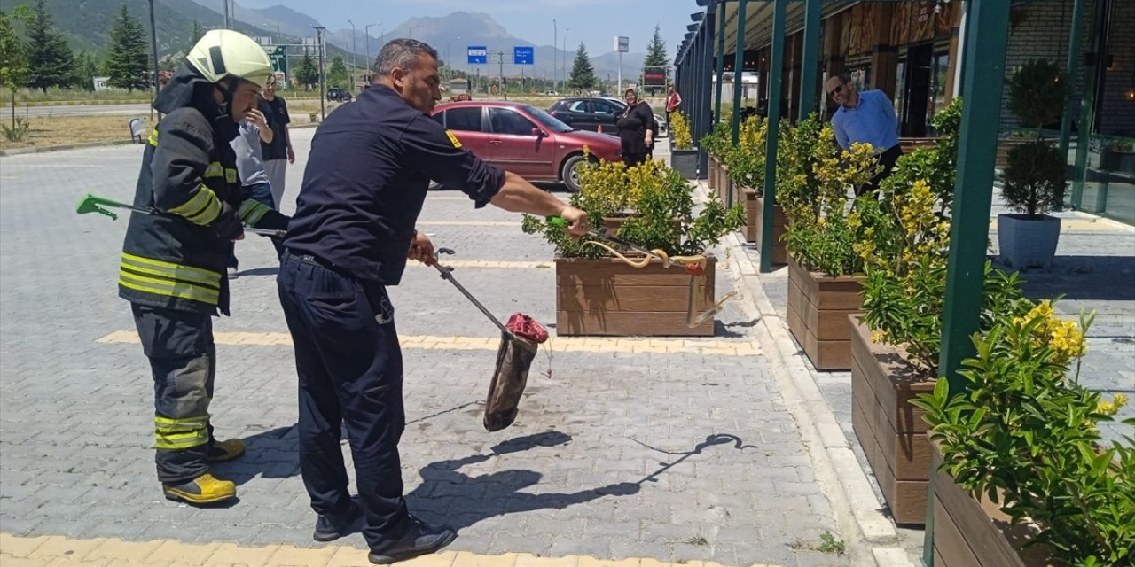 Konya’da çiçek saksısına giren yılan yakalandı