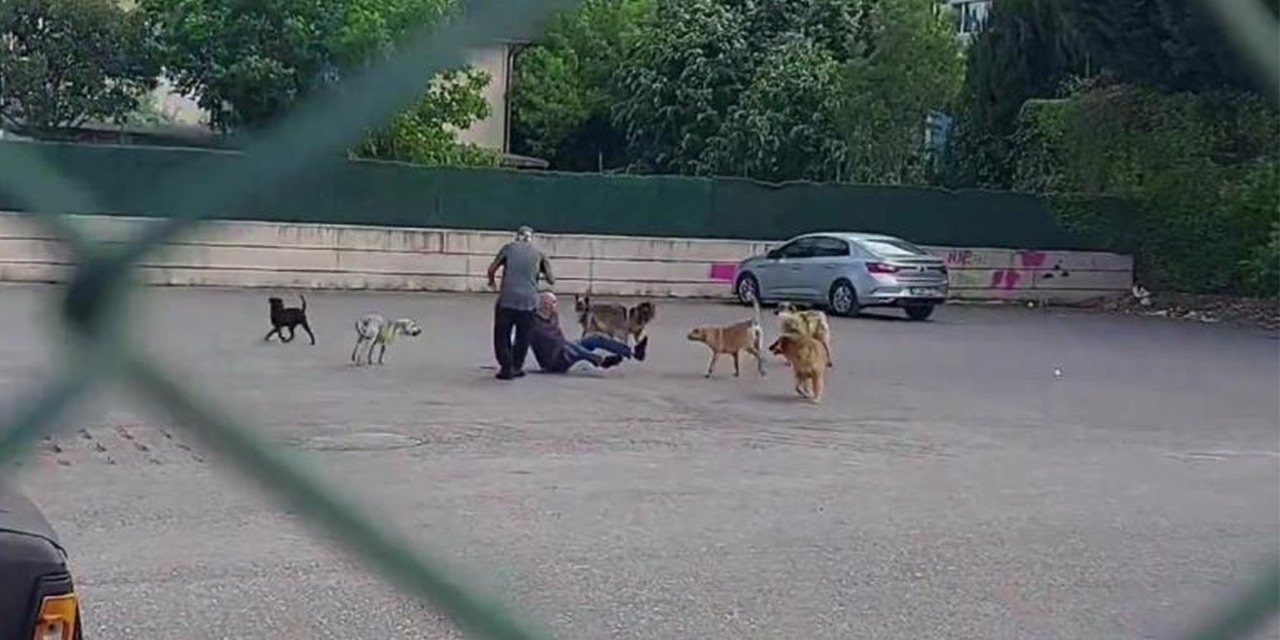 Başı boş köpek sorunu! Hayvanları Koruma Kanunu yenileniyor