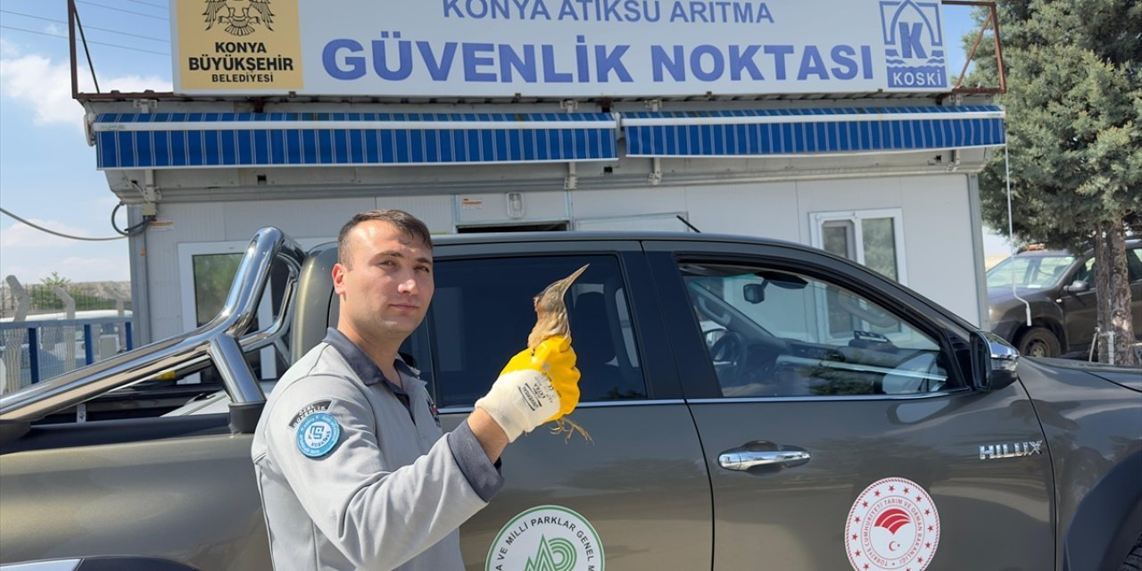 Konya'da nesli tükenme altındaki Balaban kuşu yaralı halde bulundu