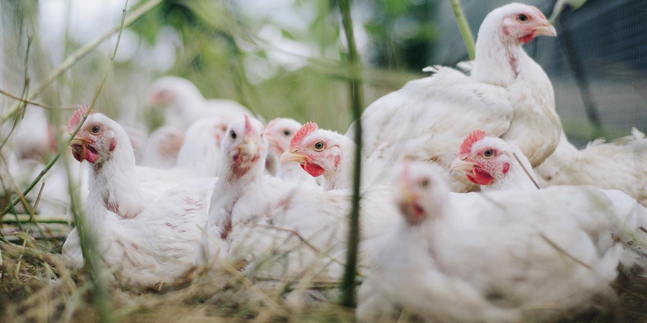 Kuş gribi ilk kez bir insana bulaştı!