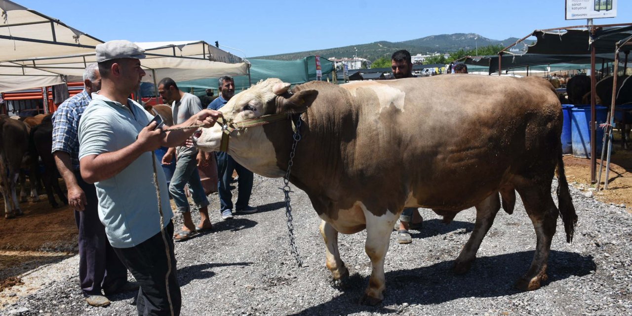 Toros Kaplanı, kurban pazarına çıkar çıkmaz alıcısını buldu