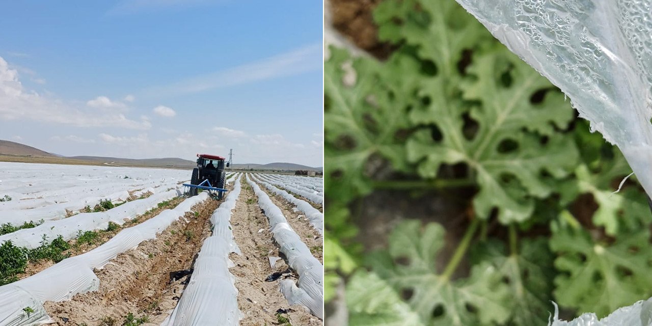 Konya’da alçak tünelde örtüaltı karpuz yetiştiriciliği