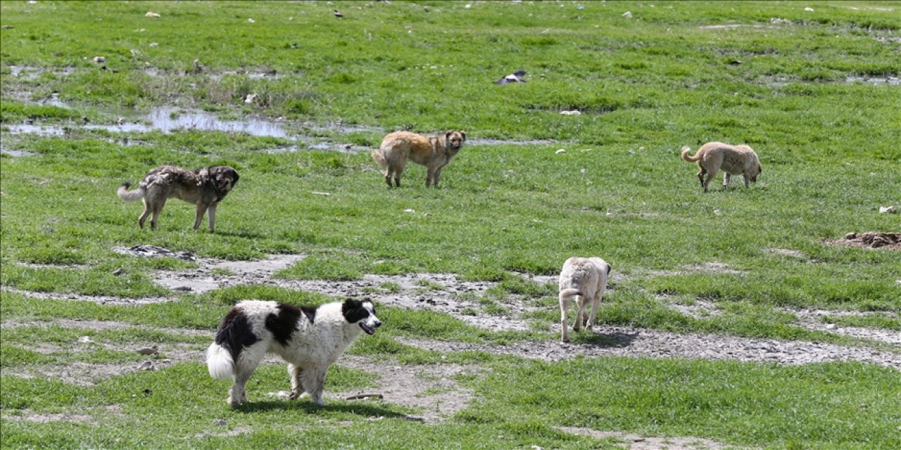 Köpek saldırısında ölmüştü, ailesi yasal düzenleme istiyor