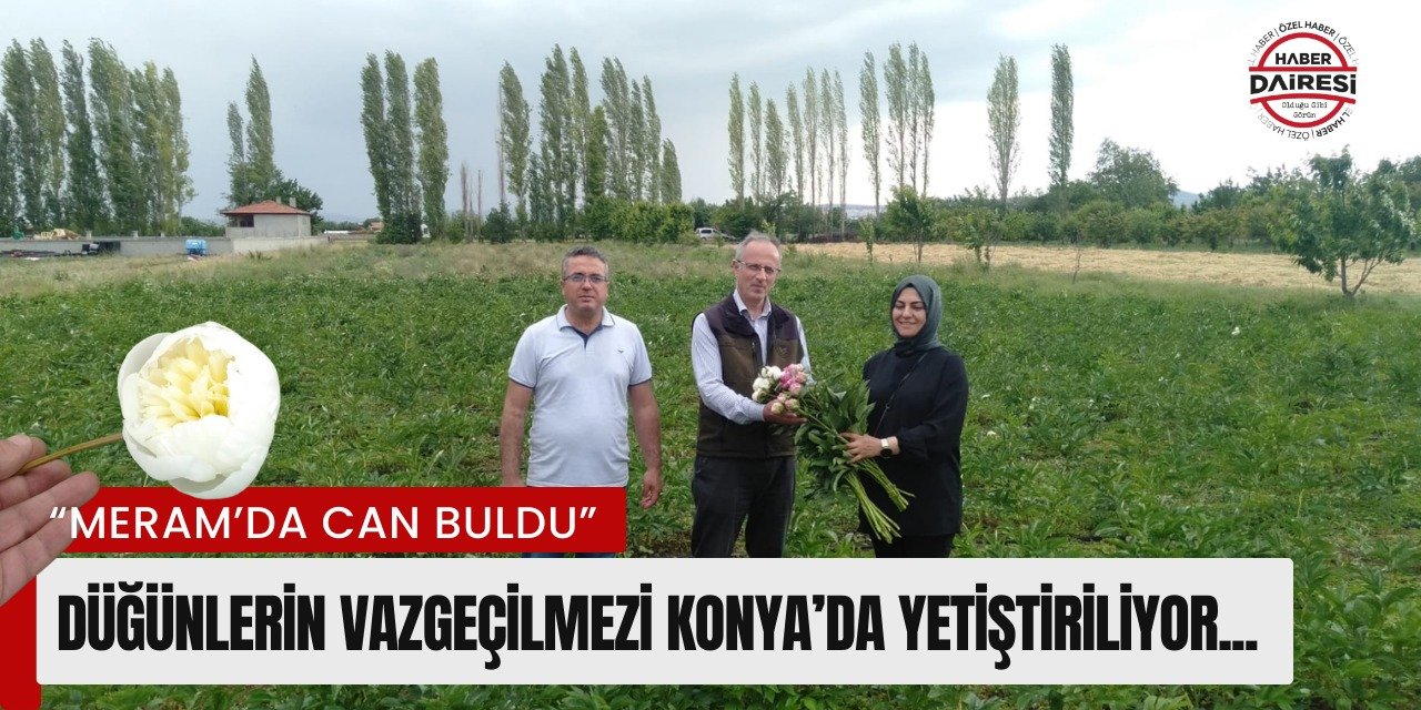 Düğünlerin vazgeçilmezi Konya’nın yeşiliyle ünlü ilçesinde yetiştiriliyor